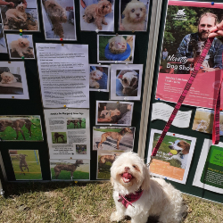 Novelty Dog Show